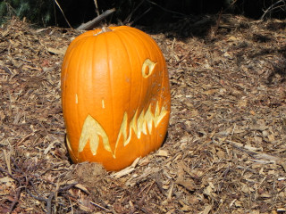 Dino, Nipomo Pumpkin Patch best carving idea